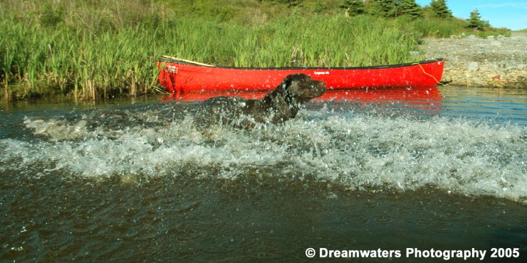 beauBo Leaping Retrieve 4.jpg